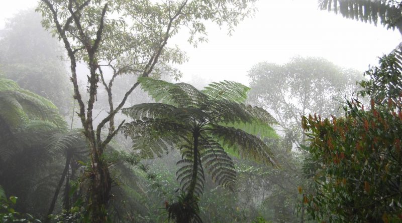Biodiversidad venezolana-Senderos